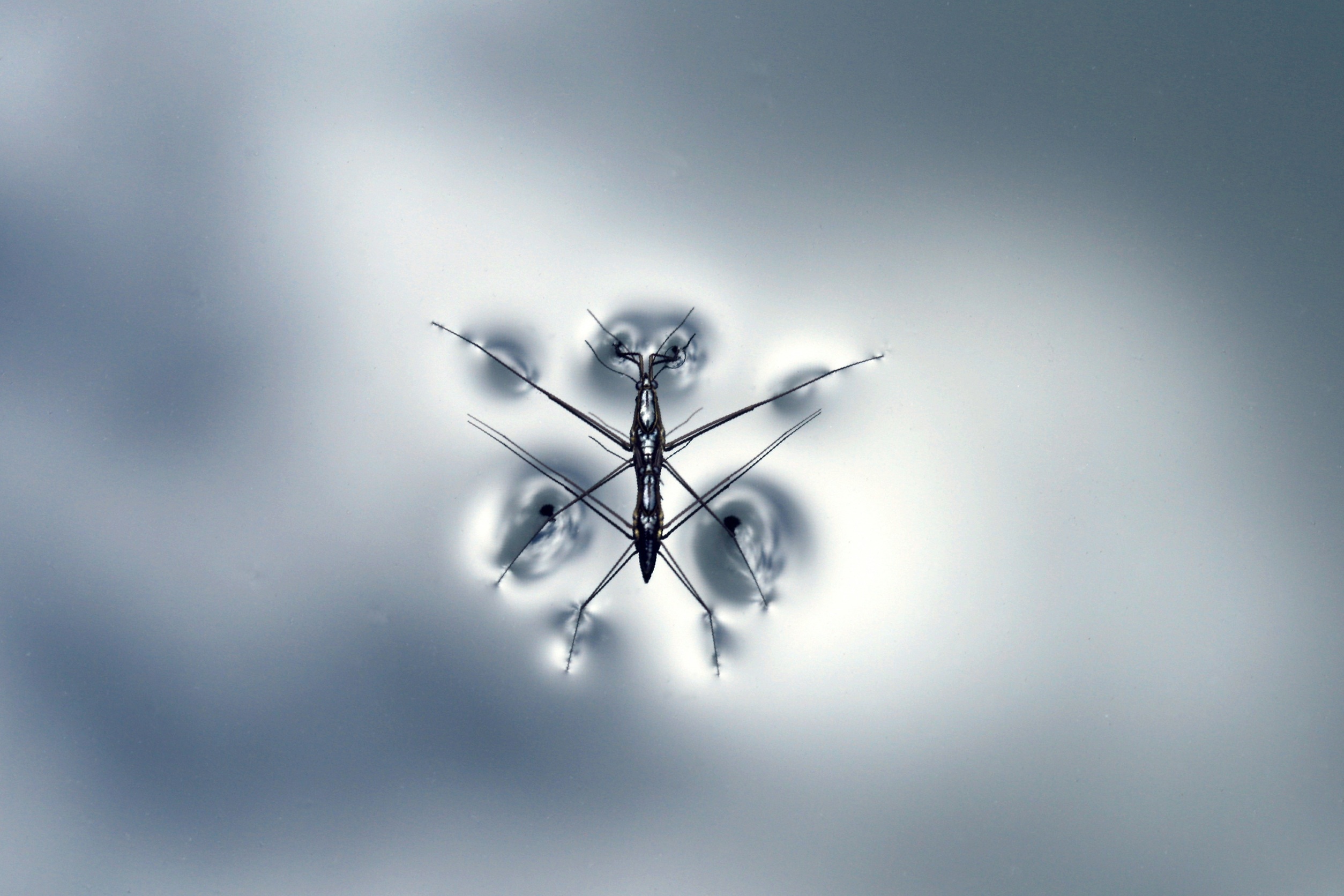 A Waterstrider floating on the surface of water without sinking. The weight of the organism makes depressions in the air-water interface, indicating the tension present on the interface. (source: pxhere.com/en/photo/889347)
